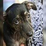 Conhece a SUBEA? Programa garante atendimentos veterinários para animais resgatados em Campo Grande
