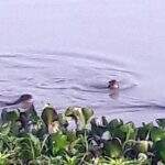 VÍDEO: aparição rara, família de lontras surpreende ao ser flagrada no Rio Paraguai