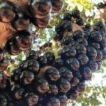 Fazenda faz open de jabuticaba por R$ 35