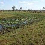 MP tenta impedir derrubada de 2,9 mil hectares do Pantanal para criação de gado