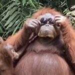 Orangotango usa óculos de sol de visitante e viraliza no TikTok