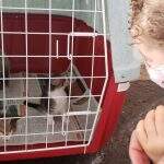 Após feira de adoção, 96 cães e gatos ganharam um novo lar em Campo Grande