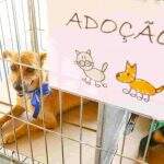 Já pensou em adotar? Cães e gatos buscam por novo lar em feira de adoção em Campo Grande