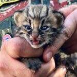 Resgate de gatinho…Ops! filhote de jaguatirica é a coisa mais fofa que verá hoje