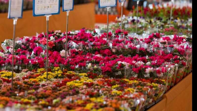 Procon-MS encontra diferença de 189% nos preços da rosas em Campo Grande