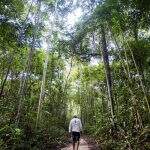 Dez florestas protegidas liberam mais carbono do que absorvem