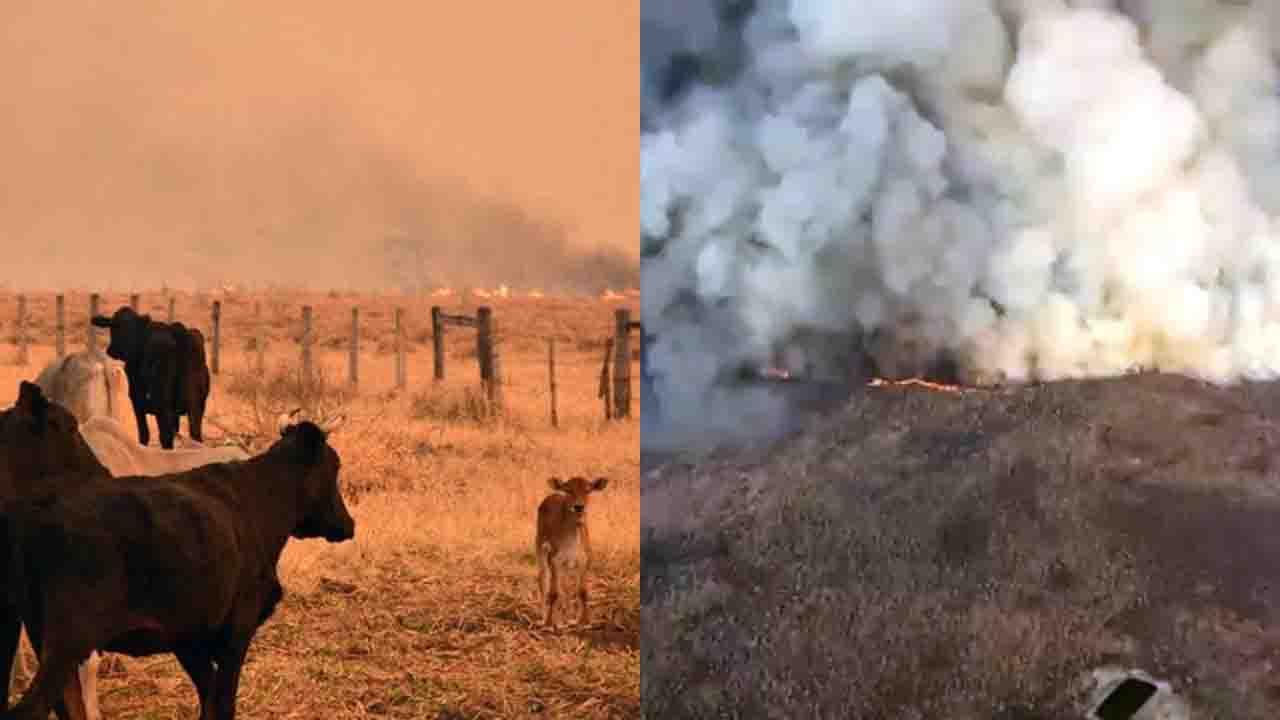 Imagens mostram retrato da destruição causada pelos incêndios no Pantanal de Porto Murtinho
