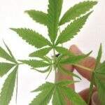 Anvisa aprova comercialização de primeiro produto à base de cannabis