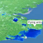 Nuvem de formigas voadoras é captada por serviço de meteorologia do Reino Unido