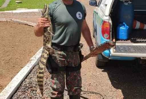 MS Selvagem: Jacaré é encontrado dentro de tanque da Sanesul 