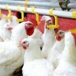 MS registra aumento de 50% nas exportações de carne de frango