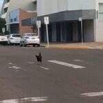 Frango urbano: galinha passeando no centro de Campo Grande vira meme na Internet