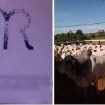 Você viu? Fazendeiro oferece R$ 15 mil para quem souber paradeiro de gado furtado em MS