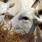 Agricultura suspende temporariamente exportação de carne bovina para a China