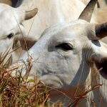 Avança negociação entre Brasil e Equador para exportação de boi vivo