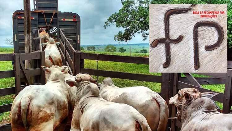 Roubos de gado cada vez mais audaciosos espalham pânico entre fazendeiros de Mato Grosso do Sul