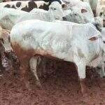 Gerente de fazenda é preso após vender mais de R$ 100 mil em gado furtado de patrão