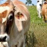 Confira: Novas regras para transporte de bovinos entram em vigor a partir de janeiro