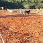 Fazendeiro cria gado na propriedade dos outros e é multado em R$ 25 mil em MS