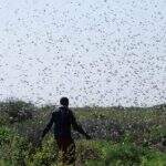 Invasão de gafanhotos na África