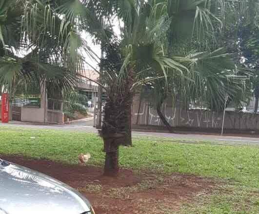 Plena e serena em meio a sombra e muito terreno para ciscar. (Foto: Fala Povo/Midiamax)