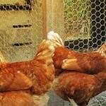 Flagrado roubando galinhas, ladrão diz que queria dormir debaixo de galinheiro