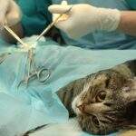 Naviraí inicia cadastro para castração gratuita de gatos machos