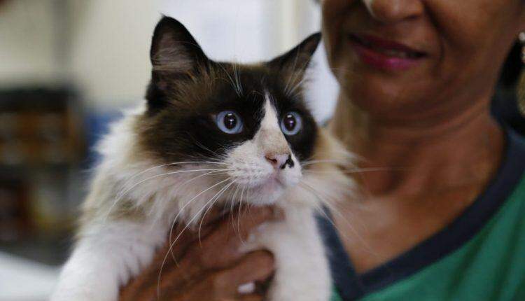 Agendamento online para castração de gatos no CCZ abre no domingo