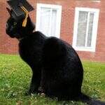 Gato ganha diploma de aluno honorário na Inglaterra