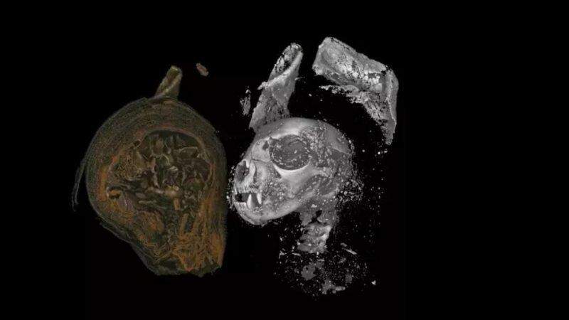 Com nova tecnologia, cientistas visualizam interior de múmia de 2 mil anos