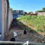 Sumiço de 10 gatos revolta vizinhança na Vila Sobrinho, em Campo Grande