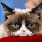 Morre Grumpy Cat, gata ‘rabugenta’ que se tornou uma lenda da internet