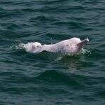 Golfinhos-rosa em risco de desaparecerem das águas de Hong Kong