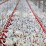 Foco de gripe aviária faz Japão suspender importação de carne de aves de Mato Grosso do Sul