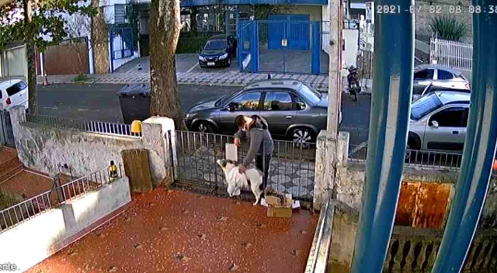 VÍDEO: Homem faz carinho e furta roupinha de cadela no portão de casa