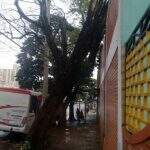 Caída sobre muro há semanas, árvore pode representar perigo a pedestres