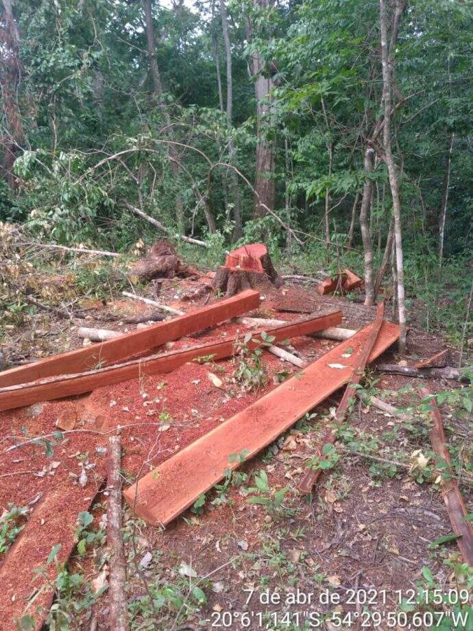 Em jaraguari, PMA multa 3 homens em mais de 18 mil por exploração ilegal de madeira