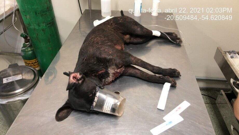 Dono de pitbull é multado em R$ 1,5 mil depois de animal atacar dois cachorros no Centro Oeste