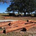 Arrendatário é multado em R$ 10 mil por derrubada de árvores para exploração de madeira