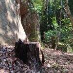 Proprietário rural é multado por derrubada de árvores em área protegida