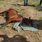 Cavalo morre após ser abandonado e proprietário responderá por maus-tratos