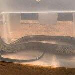Mulher aciona PMA que captura serpente em residência