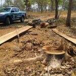 Polícia autua infrator por derrubada de árvore para exploração de madeira