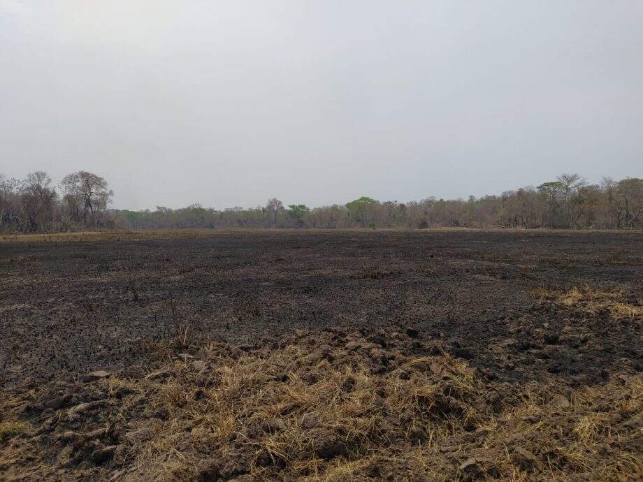 Empreiteiro é multado em R$ 15 mil por incendiar área de vegetação de fazenda no Pantanal