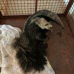 PMA recolhe em canavial filhote de tamanduá-bandeira abandonado pela mãe