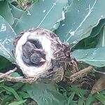 Diferente das ararinhas, filhotes de beija-flor têm destino feliz após ninho cair com vendaval em Campo Grande
