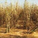 Empresa é multada em R$ 740 mil por incendiar lavoura de cana-de-açúcar em MS