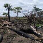 Fazendeiro é multado em R$ 301 mil por desmatamento de Mata Atlântica em MS