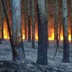 Após tragédia em Portugal, fogo no eucalipto e cana preocupam em MS