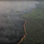 Agentes que atuam no resgate de animais no Pantanal sugerem ‘Samu silvestre’